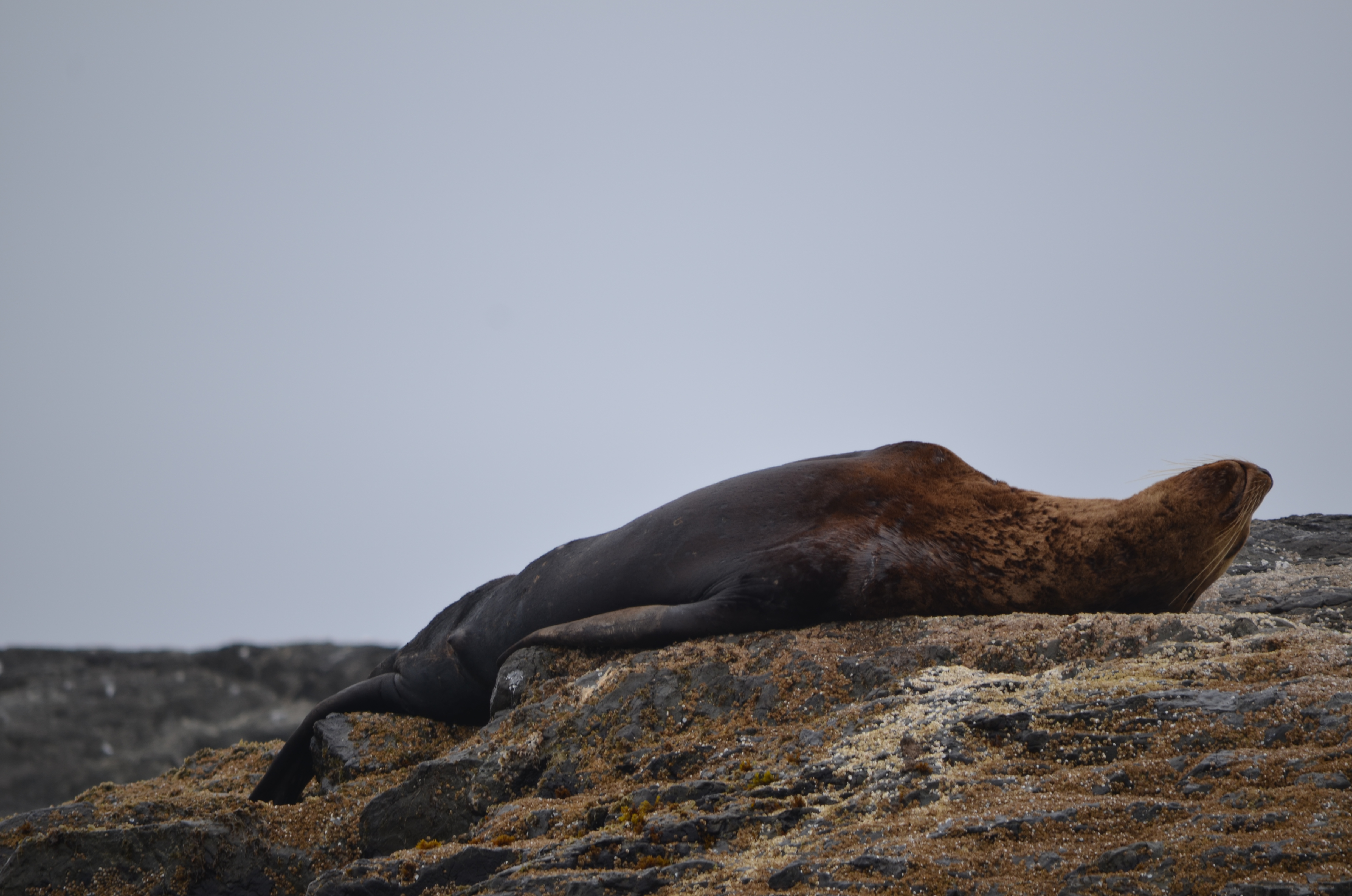 photos/wildlife/Mammal_Species/Steller Sea Lion/DSC_0343.JPG